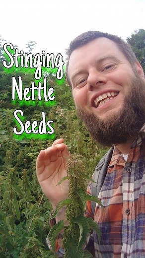 1.7K views · 6.6K reactions | Wild & Free Stinging Nettles Seeds!  #foraging #herbs #foodismedicine #herbalism #stingingnettle #theherbsocietyuk #plantmedicine #forage #growyourownherbs #nature #spring #wildfood #selfsufficientherbalism #bwherbs #urticadioica #herbalmedicine #herbalist #herbaltea #vegan #vinandomi #wildfoodlove #princecharles #sustainablefashion #organic #pasta #allotment #catwalk #nettle #stingingnettles #wildplants | Home is where our heart is | Facebook