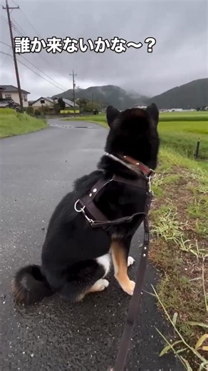 レオンとぶ〜太郎 on Instagram: "【重要なお願い・情報共有】 ■ 首輪について（とても大切な判断材料です） こてつが 首輪を付けたまま保護されている場合、 首輪に記載された 連絡先を見れば 「こてつであること」「飼い主がいること」は分かるはずです。 「黒柴を見た」「保護されているらしい」という情報があった際は、 可能な範囲で • 首輪が付いているか • 連絡先が記載されているか の確認をしていただけると大変助かります。 写真や動画がある場合は、 首輪が写っているかどうか が大きな判断材料になります。 ⸻ ■ 捜索に関する現状 • 一度探した場所でも、移動している可能性があります • 河原・山側・墓地・登山ルート・山際などは 複数回捜索済み • 屋台のゴミが散乱している場所があり、 食べ物を探しに来る可能性も考えられます • 万富・和気・赤磐・備前・瀬戸・熊山・IPU周辺・東岡山・百間川・牟佐 など 徒歩・車の両方で広範囲に捜索が行われています • 神社・河原・団地内・ゴルフ場周辺・山道・駅周辺も 日々確認が続いています ⸻ ■ チラシ配布・掲示のご協力状況 和気町・赤磐市