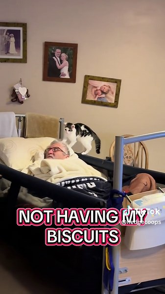 Cat's Biscuit Mishap Leads to Hilarious Reaction