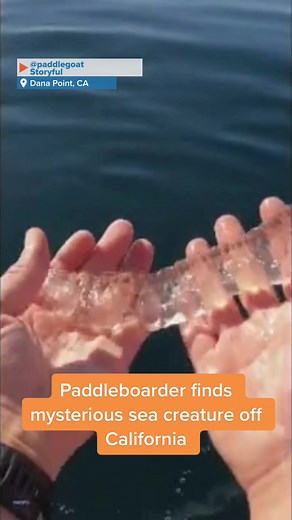 Rare Sighting: Paddleboarder Discovers Mysterious Sea Creature in California Waters
