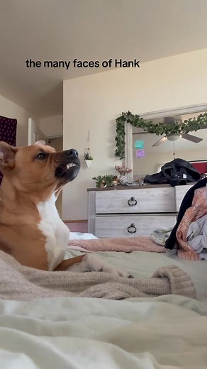 Dogs vs hairdry藍藍#dog#funny#funnyanimals#funnypets#animals #dogsoftti... | Dylan Parker | Facebook