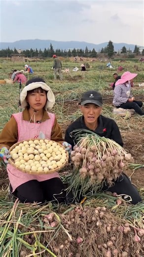 Garlic farming life and harvest activity #trending #agriculture #garlic #2026