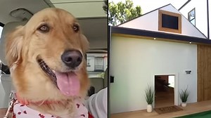 Man builds 'dream house' for his dog that cost $20,000 and includes mini-fridge