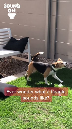 Bonaparte the Beagle on TikTok