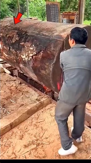 🌳 The Secret of Red Sandalwood Tree | Lal Chandan Facts 🌿