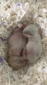 1.1K views · 119 reactions | As the outdoor bunny pen is still under destruction/construction tonight we will be featuring a sports video. It is baby bunny kickboxing and not for the faint of heart!!! A round of applause for Sharon, Colleen, Jay & Jessica for cleaning up after a very messy week of construction. Every day gets us closer to completing the bunny pen proofing and getting ready for vaccination day. Can’t wait ❣️❣️❣️ | Warren Peace Bunny Sanctuary | Facebook