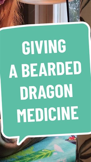 How do you give a bearded dragon medicine? Gently tug on the beard so it's easier to open their mouth and slide the syringe in from the side of the mouth with a quick squirter of the medicine. This does not hurt them and needs to be done. #neverstopresearching #research #medicine #beardeddragonlife #beardies #beardiesoftiktok #beardeddragonsoftiktok #beardeddragon #beardie #beardiemom #mombeardie #beardielife #givingmedicine #educationalpurposes #askquestions #vet #respiratoryinfection #infectio