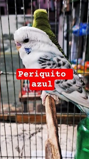 Blue and white Australian parakeet