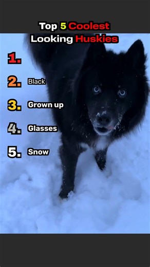 Top 5 coolest looking huskies