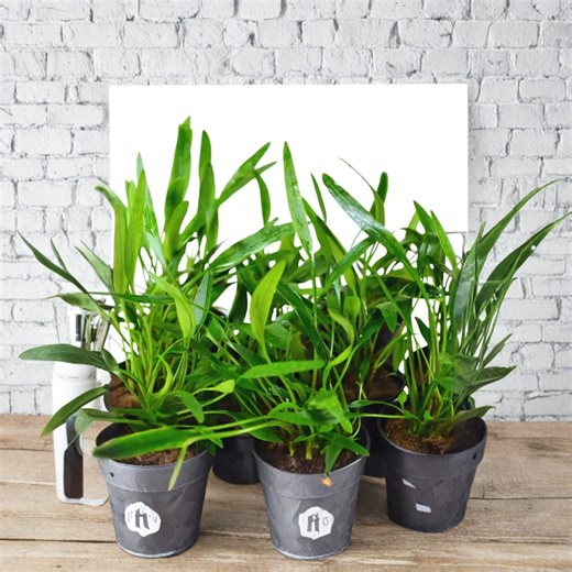 Cryptocoryne Lucens Live Aquarium Plant – Easy Low Light Freshwater Plant for Fish Tank, Midground Aquascape Plant for Planted Aquarium - Etsy