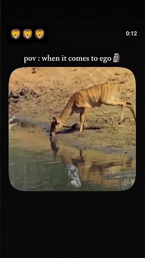 #JhoomSharabi #DeDePyaarDe2