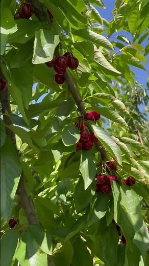 This is AUSTRALIA | Cherry season, Melbourne, Australia