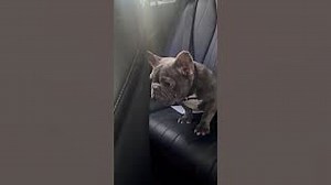 Free Frenchie Gets New Home