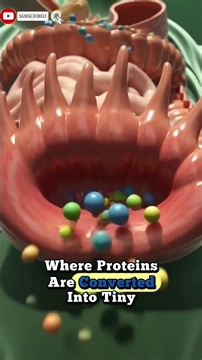 What Happens Inside Your Body When You Eat Chicken? | 3D Digestion Animation #animtion