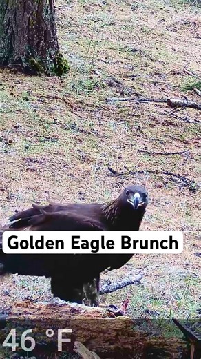 Golden Eagle Found the Leftovers
