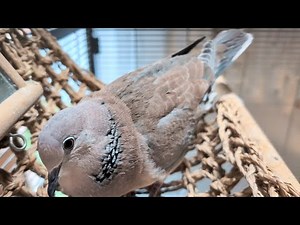 Petdove Maya hopping and bopping and cooing in the aviary! Happy moments! (hybrid dove)