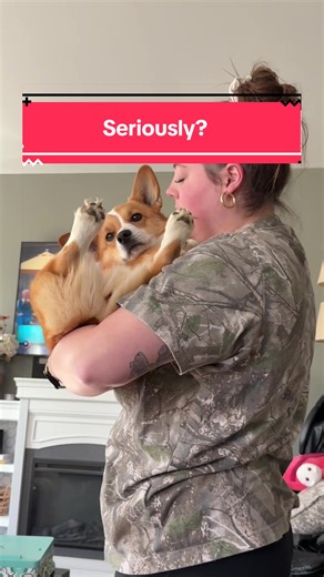Sorry Ollie, we can’t take your judgmental stare seriously when your two piece combois just floating in the air like that 🍗🍗#corgi
