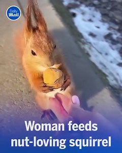 56K views · 387 reactions | This squirrel got nuts for valentines 殺 | Daily Mail Try Not To Cry | Facebook