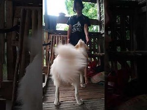 Playing with pet cothon and mighty