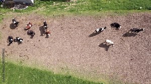 Cows is an awesome stock video that consists of footage of some cows lying on the green grass. Aerial view.