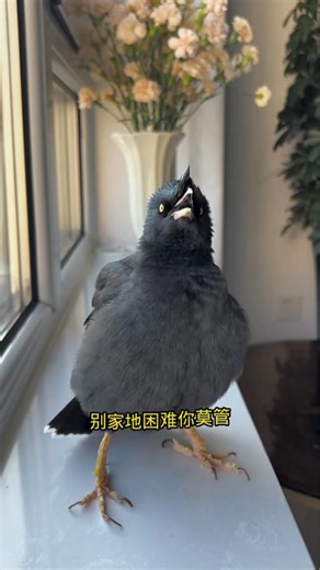 13K views · 523 reactions | Amazing! Birds can singing ✨ #birdsbecometheessence #birdssotalented #reelsfb #singbird #birdsspeak #animals #talkingbird #birding #birdwatching #commonhillmyna #breakbird #animal #birds #love #birdsofinstagram #會說話的鳥 | Daily Birds | Facebook