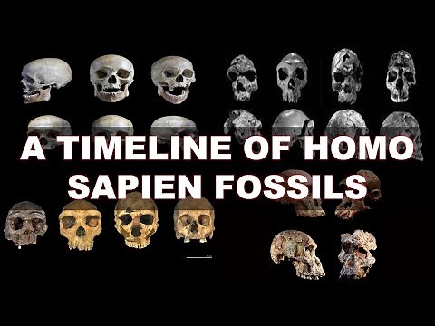 The Human Odyssey: Traversing The Timeline Of Homo Sapiens Fossils