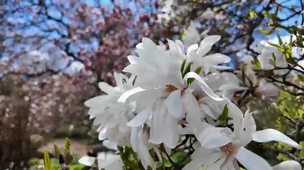 Colorful spring flowers blooming at Central Park Conservatory Garden