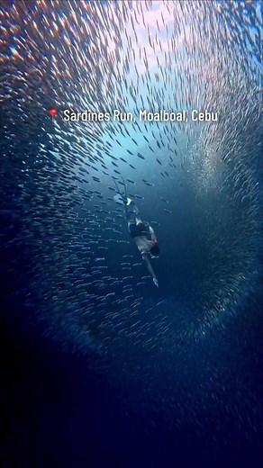 Experience the Thrilling Sardines Run in Moalboal, Cebu