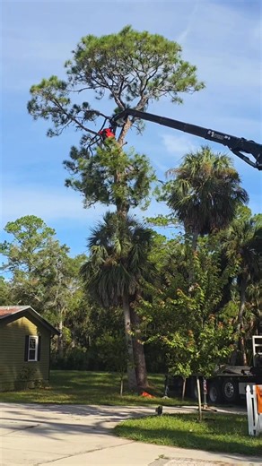 Safe, clean cut-and-drop with the grapple saw: controlled lifts, no ruts, no mess. Finished like we were never even there. 🌳✅ Book and estimate: 📞 (352) 231-9231 | DustysTreeService.com #DustysTreeService #GrappleSaw #CitrusCountyFl #MarionCountyFl #TreeRemoval #SafetyFirst | Dusty's Tree Service llc