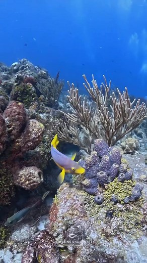 Meet the Spanish Hogfish! Strange name for a beautiful fish. 🤔 📍Paradise Reef #spanishhogfish #hogfish #yellow #purple #fosh #cozumel #islacozumel #scuba | Catherine Anne Underwater Photography