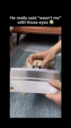 He really said “wasn’t me” with those eyes 😭