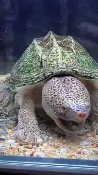 The SHOCKING Truth About Mysterious Creatures Revealed #turtlewatching #aquarium #animals