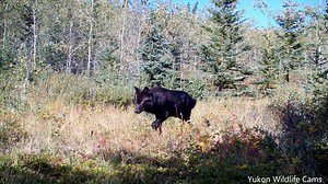 2.1M views · 53K reactions | Some of my favorite clips from 2022 with a few repeated in slower motion in order to possibly appreciate it just a wee more: black wolf, grizzly bear, black bear, lynx, wolverine, bull moose, coyote, bugling bull elk. #yukonwildlife | Yukon Wildlife Cams | Facebook