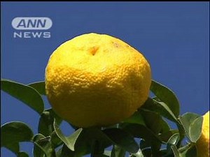 香りが自慢ユズの収穫始まる 山梨・増穂町（09/11/07）