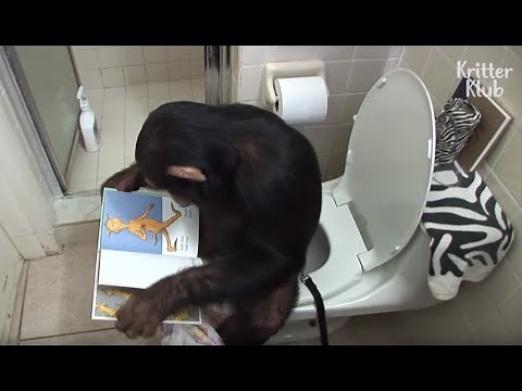 Humanized Chimpanzee Starts His Day Reading Books On The Toilet, And.. | Kritter Klub