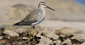 Stilt Sandpiper Identification, All About Birds, Cornell Lab of Ornithology