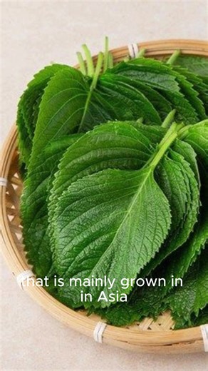 Perilla: The Herb that Can Heal and Nourish You