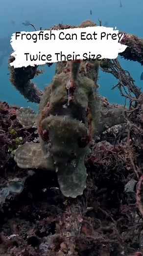 frogfish are known to consume prey that is significantly larger than themselves, even up to twice their own size. This is due to their ability to expand their mouths and stomachs, allowing them to gulp down prey whole.They can expand their mouths and mouth cavity to 12 times their normal size, allowing them to swallow prey that is much larger than their own body size. | Fishing World Tv