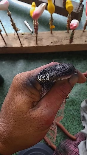 siap di pasarkan dan di kirim ke kios