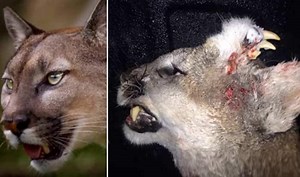 This mountain lion has a fearsome set of teeth on its forehead!