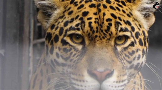 Largest Panther Populations in the U.S. Revealed!