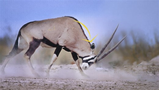 How horned animals inflict damage rivaling top predators