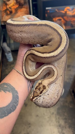 12 reactions | Female super stripe ball python female (yellow belly & specter) combo. Feeding weekly on medium rat. #female #super #stripe #ballpython #pythonregius #snakeofig #reptilesofig #fyp #trending #viral #reelsinstagram #video #animal #petsnake #store #jtkreptiles | JTK Reptiles | Facebook