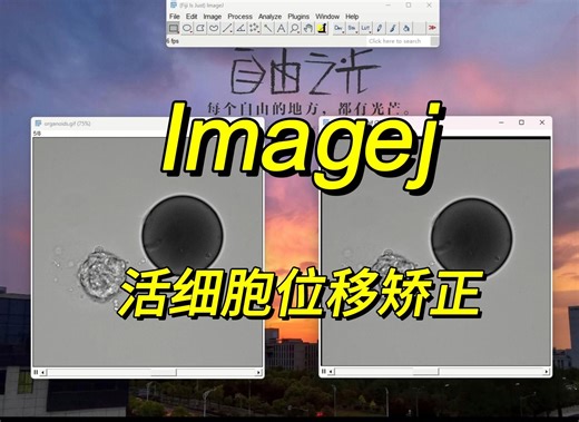 ImageJ 活细胞位移矫正