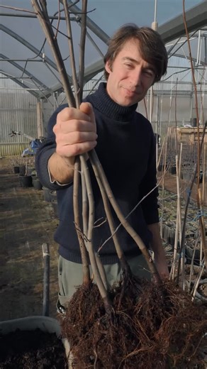 Les Vergers de l'Amelanche on Instagram: "Grande nouveauté : Amélanchier « Grand Honeywood » en racine nue. 🌿 Un arbre fruitier rustique, déjà productif, magnifique en toute saison. Fruits sucrés, parfaits frais ou en confitures. Idéal petits jardins et vergers gourmands. ⏳ Fenêtre d’achat TRÈS courte Disponible uniquement jusqu’au 28 février. Après… il sera trop tard. Profitez de la saison de plantation racine nue maintenant ! Quantités limitées, premiers arrivés, premiers servis. Lien en bio 