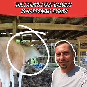 52K views · 983 reactions | How To Milk Goats & Filter And Store The Milk? 拏 | Stivers Homestead | Facebook