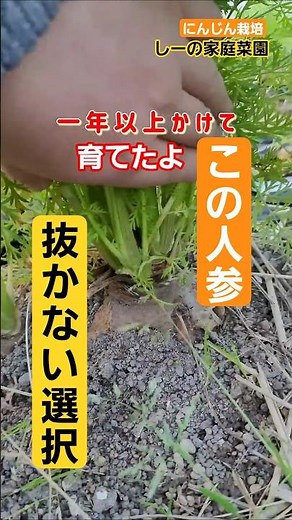 【にんじんの一生🥕】抜かずに育てたら…次の命へ✨本編あります《しーの家庭菜園＊人参栽培》