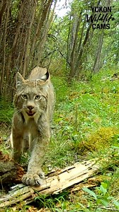 96K views · 5.1K reactions | Canada lynx: real speed, slow motion | Yukon Wildlife Cams | Facebook