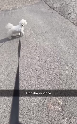 Adorable Small Dogs Walking Together on Leashes
