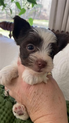 Sweet Pea's Baby Dolly Yorkies: 5 Weeks Old